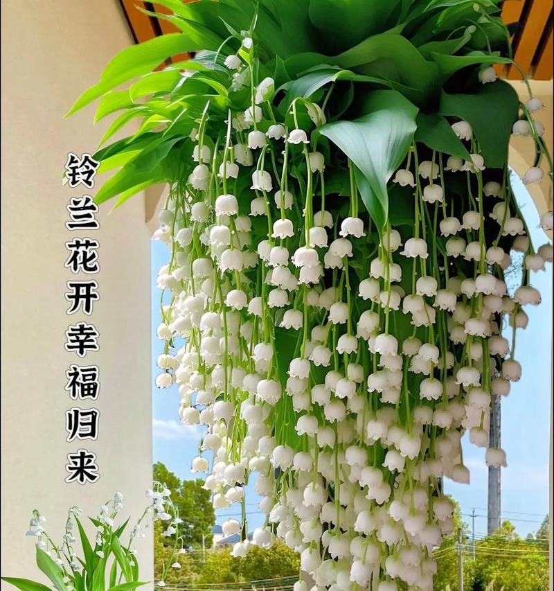 绿色花的花语与寓意是什么？绿色花卉象征什么？