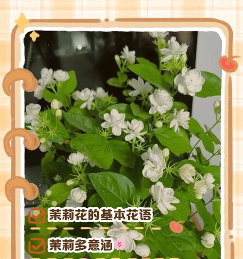 绿色花的花语与寓意是什么？绿色花卉象征什么？