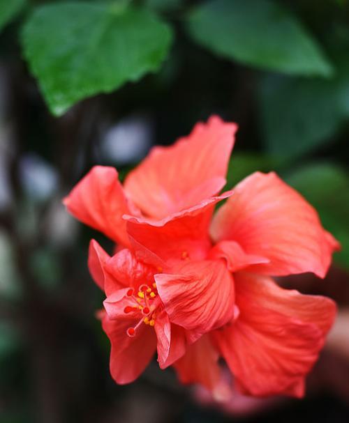 送红色花代表什么？红色花的含义是什么？