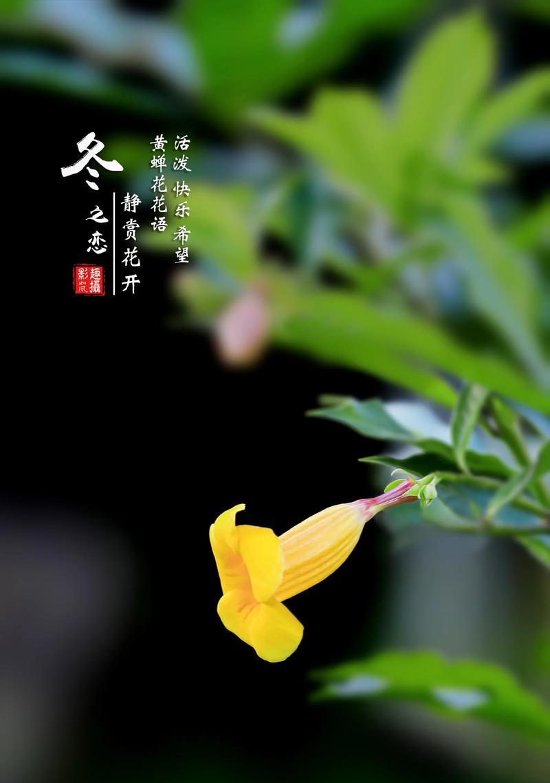 什么花象征开心快乐？如何用花语表达快乐？