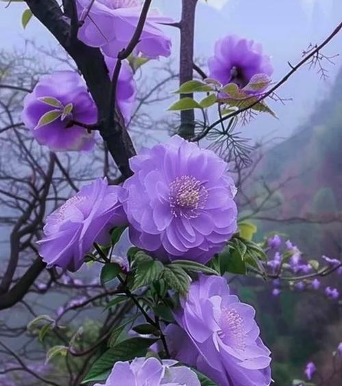 紫色的花中哪种寓意好运？紫色花卉的吉祥含义是什么？