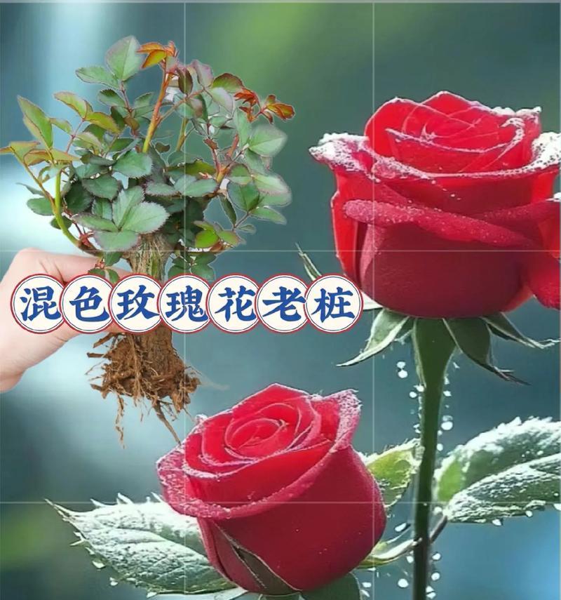 澄色玫瑰花的花语是什么？澄色玫瑰有何特别寓意？