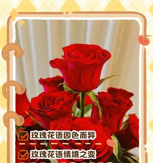 澄色玫瑰花的花语是什么？澄色玫瑰有何特别寓意？