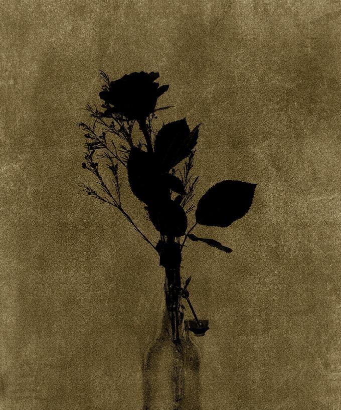 棕色的花象征着什么？棕色花卉的寓意是什么？