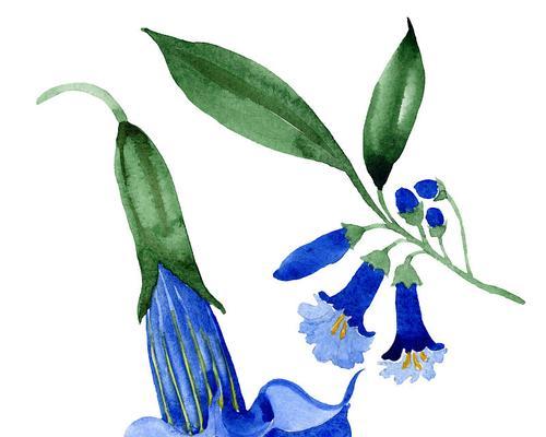 蓝色蔷薇花象征和意义何在？