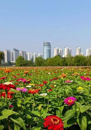 哪种花代表步步高升？步步高升的花语是什么？