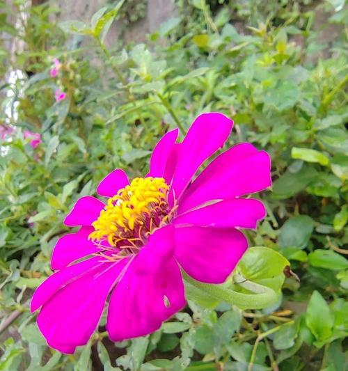 哪种花代表步步高升？步步高升的花语是什么？