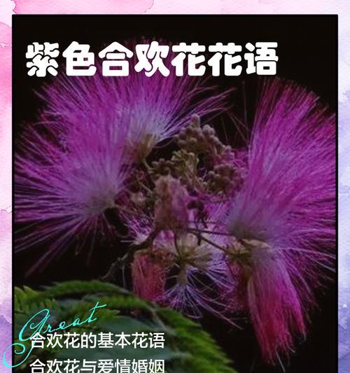 紫色花摆件的寓意是什么？它象征着什么？
