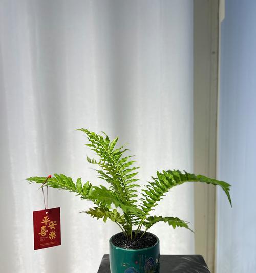 富贵叶子花有哪些寓意和象征？
