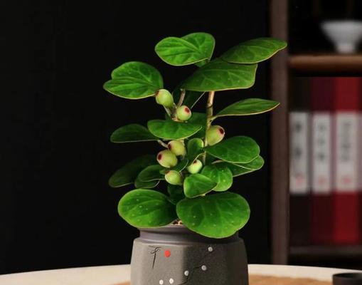富贵叶子花有哪些寓意和象征？