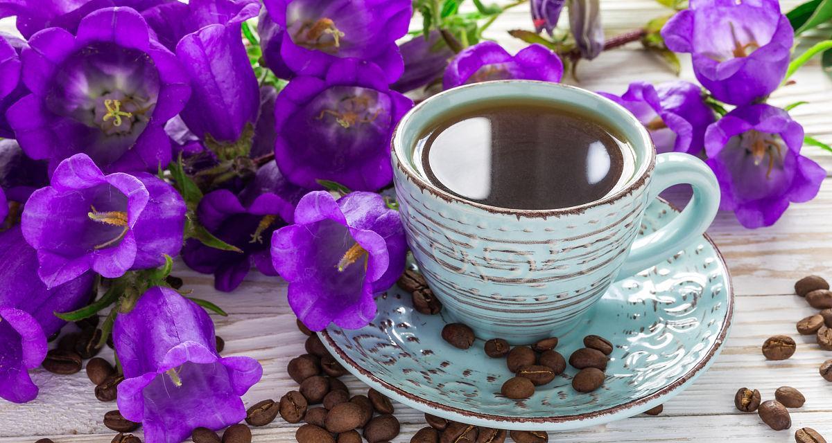 咖啡紫色花的含义是什么？紫色花象征着什么？