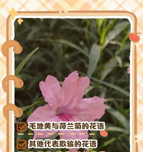 春节适合什么样的花语？春节的花语有哪些？