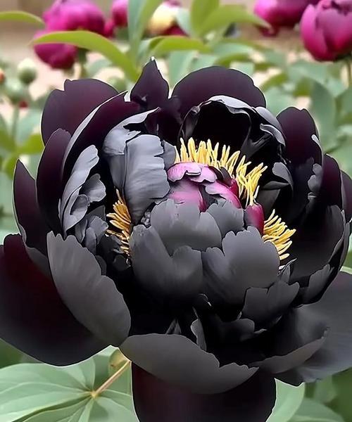牡丹花象征着什么？为何被视为吉祥的花卉？