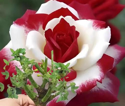 春节修剪玫瑰花有何寓意？它的象征意义是什么？