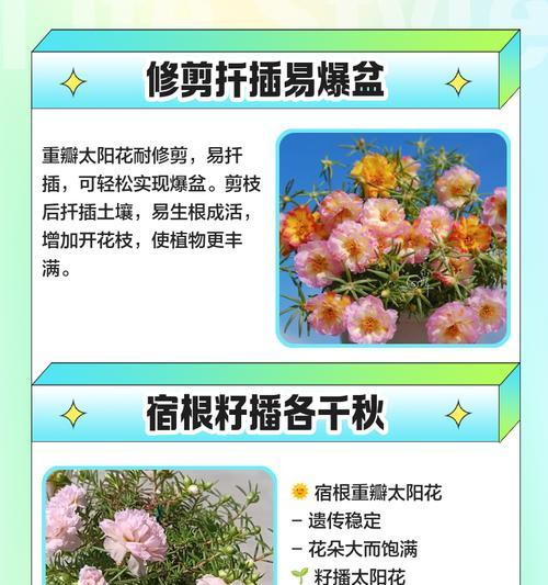 重瓣太阳花捧在手中代表什么？太阳花的深层含义是什么？