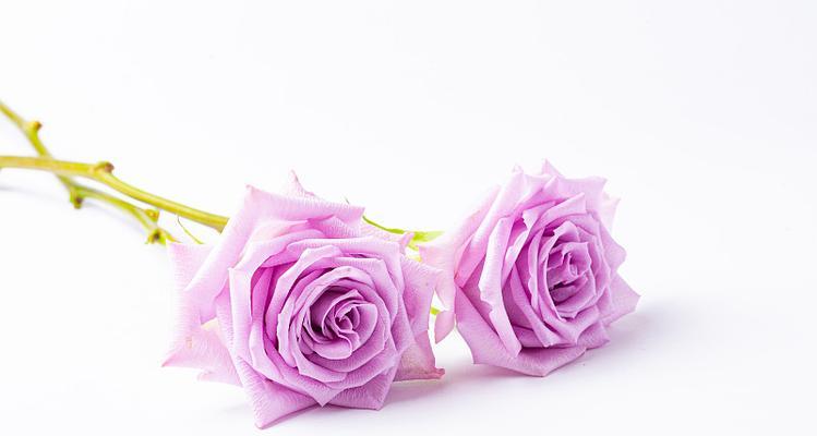 紫色玫瑰花9朵寓意是什么？它们在送礼时传达什么信息？