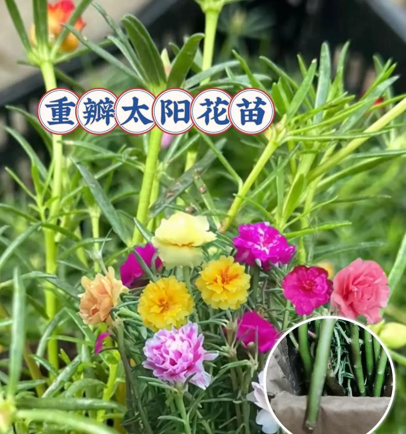 绿色枝条代表了哪种花？它的寓意是什么？