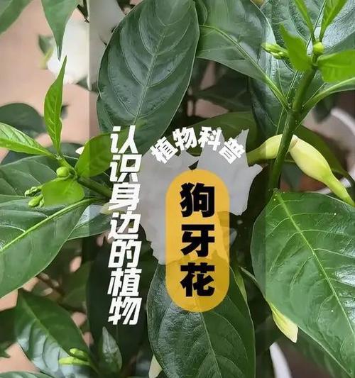 绿色枝条代表了哪种花？它的寓意是什么？