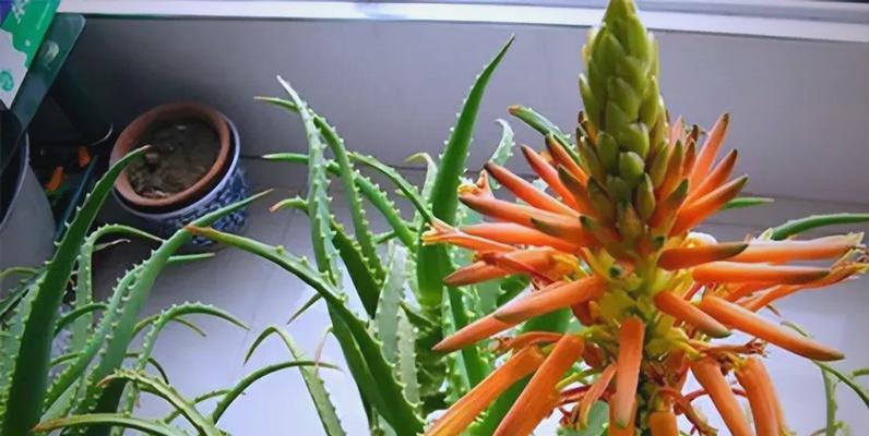 哪种花寓意学业步步高升？学业花的吉祥含义是什么？