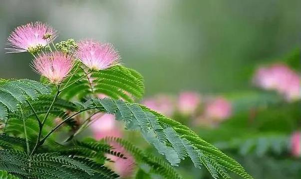 合欢花的吉祥寓意是什么？合欢花象征着什么？