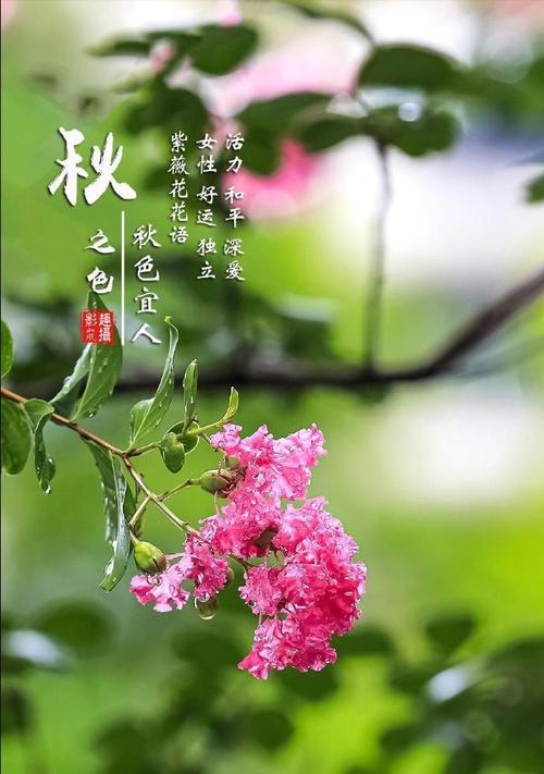 古代好运花有哪些？它们的寓意是什么？