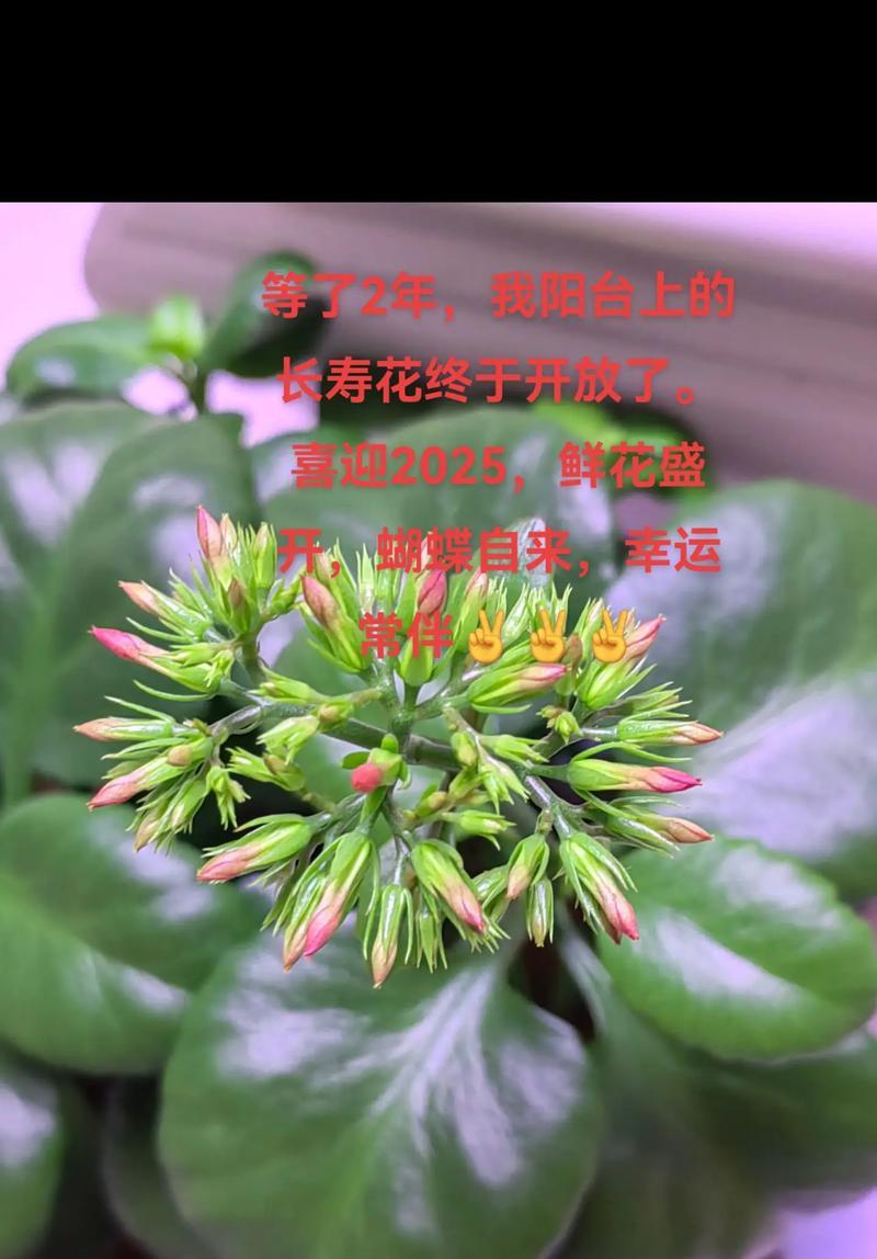 古代好运花有哪些？它们的寓意是什么？