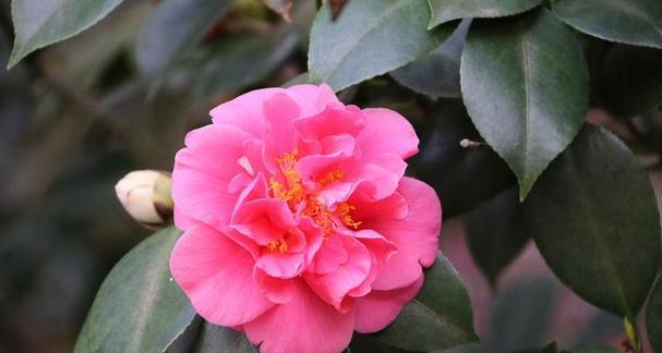 古代好运花有哪些？它们的寓意是什么？