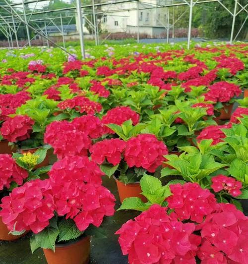 淡红色花朵代表什么？淡红色花的寓意有哪些？
