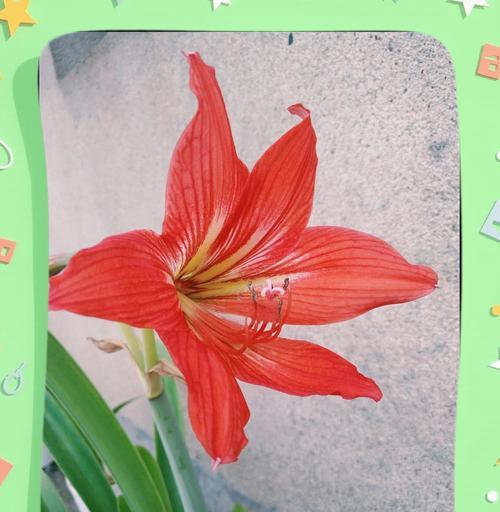 淡红色花朵代表什么？淡红色花的寓意有哪些？