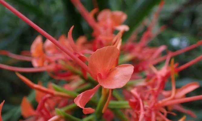 淡红色花朵代表什么？淡红色花的寓意有哪些？
