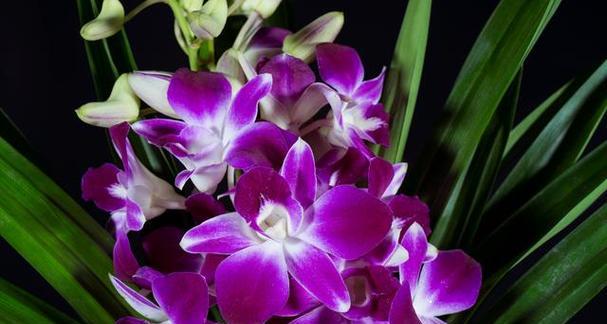 生日送紫色花的花语是什么？紫色花在生日礼物中的寓意？