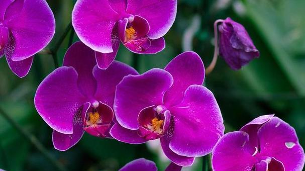 生日送紫色花的花语是什么？紫色花在生日礼物中的寓意？