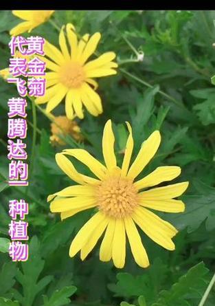 哪种花有飞黄腾达的寓意？它象征着什么？