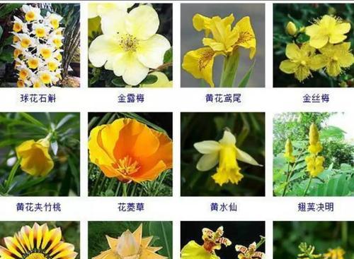 黄色的花寓意是什么？黄色花卉在送礼时的意义？
