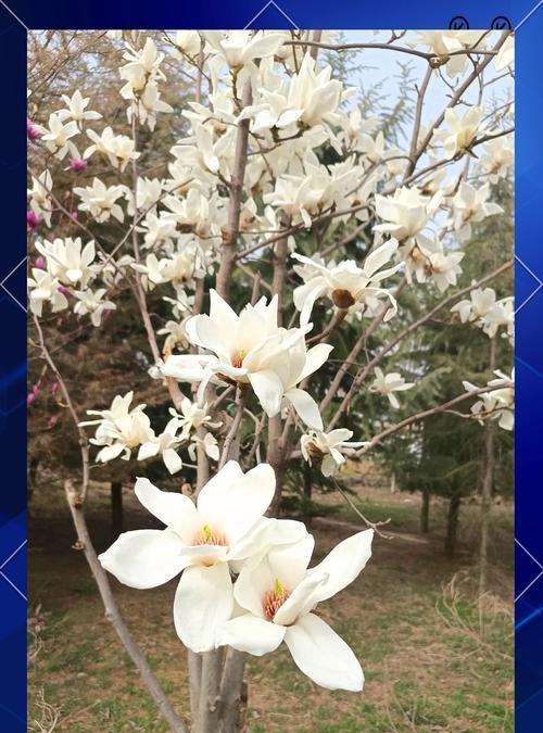 白色的夜合花寓意什么呢？它在花语中代表什么？