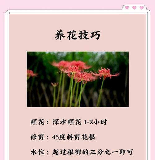 白色彼岸花的由来是什么？白色彼岸花的寓意有哪些？