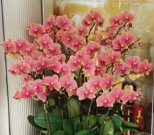 哪些花在家里养象征幸福？养什么花代表幸福？