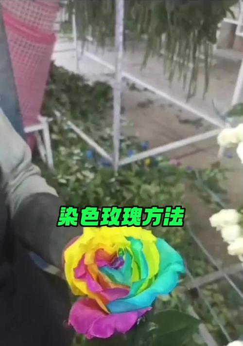 染色玫瑰花的不同颜色代表什么？