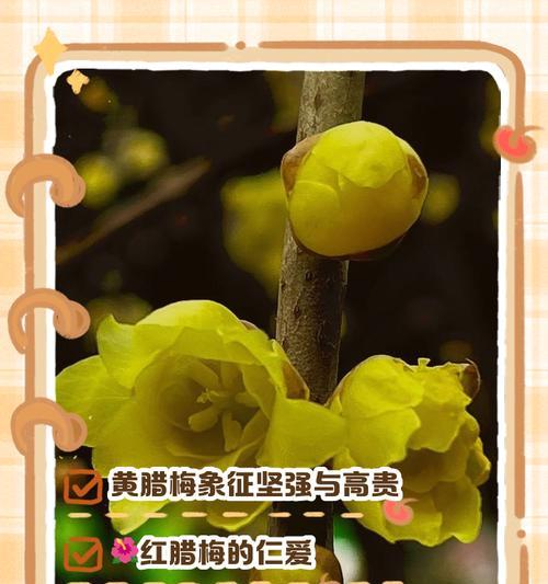 橘黄色花的寓意是什么？橘黄色花的象征意义有哪些？