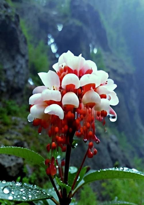 每种颜色花的含义和象征是什么？不同颜色花卉代表什么？