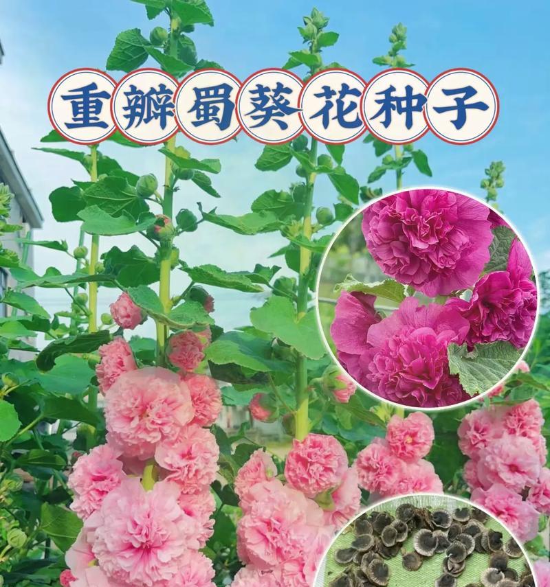 每种颜色花的含义和象征是什么？不同颜色花卉代表什么？