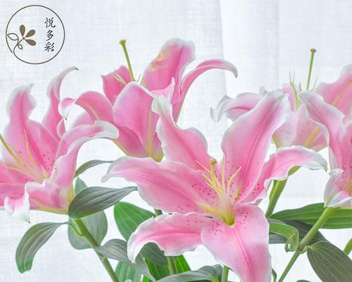 粉红色百合花代表什么？粉红色百合的花语有何特别之处？