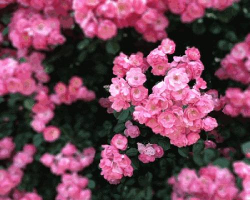 粉色蔷薇花代表了哪种情感？