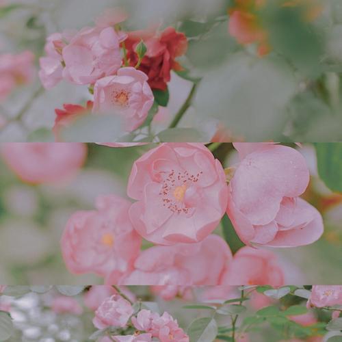 粉色蔷薇花代表了哪种情感？