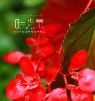 花莉竹节的寓意和象征是什么？它们代表了什么？