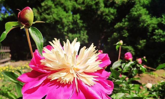 花莉竹节的寓意和象征是什么？它们代表了什么？