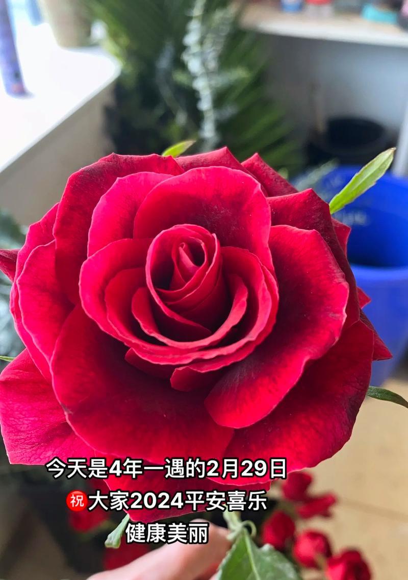 哪种花寓意平安喜乐和健康？