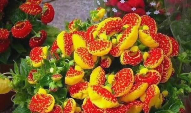 哪种花寓意平安喜乐和健康？