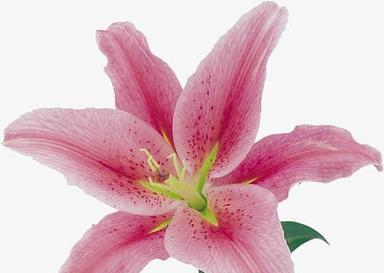 粉色菊花和百合花组合的寓意是什么？