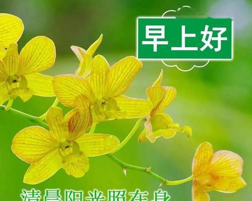 寓意步步高升的时花有哪些？它们各自代表什么？
